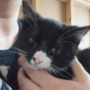 Dash -  Domestic Long Hair Cat for Adoption in Newberg, Oregon - Dash | PetCurious
