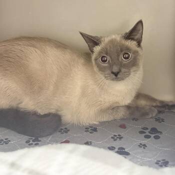 Domestic Short Hair Cats Available for Adoption in Jacksboro, Tennessee - Simone | PetCurious