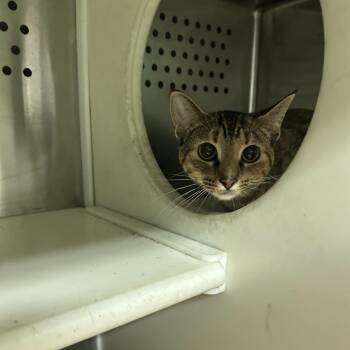 Kreme -  Domestic Short Hair Cat for Adoption in Starkville, Mississippi - Kreme | PetCurious