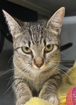 Domestic Short Hair Cats Available for Adoption - MADELINE* | PetCurious