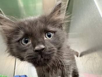 Domestic Short Hair Cats Available for Adoption in Rancho Cucamonga, California - BINX | PetCurious