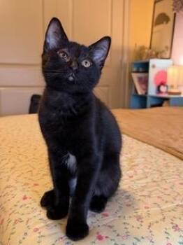 Aidan -  Domestic Short Hair Cat for Adoption in Little Rock, Arkansas - Aidan | PetCurious