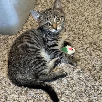 Diana -  Domestic Short Hair Cat for Adoption in Johnson City, Tennessee - Diana | PetCurious