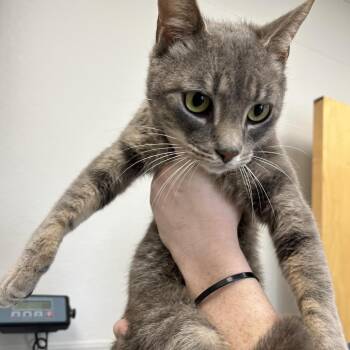 Domestic Short Hair Cats Available for Adoption in Columbiana, Alabama - Larkspur | PetCurious