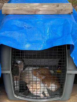 Domestic Short Hair Cats Available for Adoption in Augusta, Georgia - Group 3  Mom + 4 | PetCurious