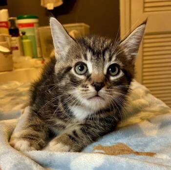 Callisto -  Domestic Short Hair and Maine Coon Cat Available for Adoption in Lexington, South Carolina - Callisto | PetCurious