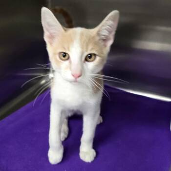 Clementine -  Domestic Short Hair Cat for Adoption in Spokane, Washington - Clementine | PetCurious
