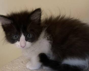 Everly -  Domestic Short Hair Cat for Adoption in Raleigh, North Carolina - Everly | PetCurious