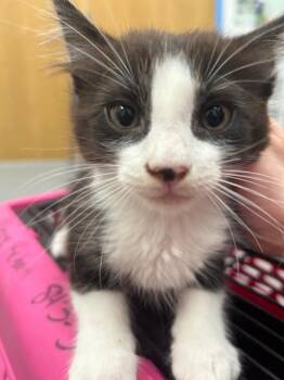 Cupcake -  Domestic Short Hair Cat for Adoption in Hartsville, South Carolina - Cupcake | PetCurious