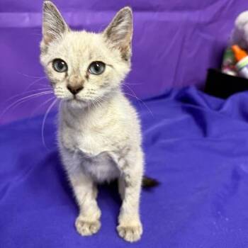 Freida -  Domestic Medium Hair Cat for Adoption in North Myrtle Beach, South Carolina - Freida | PetCurious
