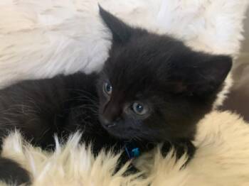 Domestic Short Hair Cats Available for Adoption - Squirt | PetCurious
