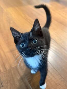 Peanut -  Domestic Short Hair Cat for Adoption in Richmond, Kentucky - Peanut | PetCurious
