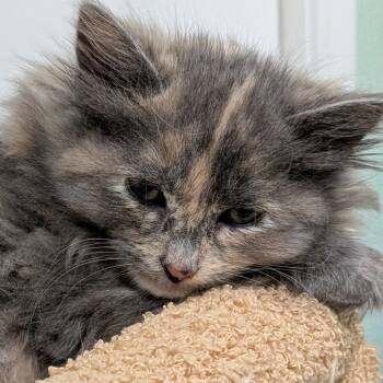 Rescue Domestic Long Hair Cats for Adoption in North Branford, Connecticut - 25-246 Nutmeg | PetCurious