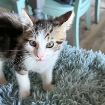 Storm -  Domestic Short Hair Cat for Adoption in Belfair, Washington - Storm | PetCurious