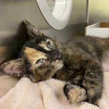 Ex Machina -  Domestic Short Hair Cat Available for Adoption in Richmond, Virginia - Ex Machina | PetCurious