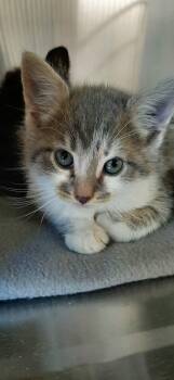 Domestic Short Hair Cats Available for Adoption in Georgetown, Ohio - Aslan | PetCurious