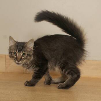Anton C71621 -  Domestic Medium Hair Cat for Adoption in Minnetonka, Minnesota - Anton C71621 | PetCurious