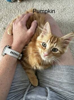 Pumpkin (Lightwell Litter) -  Domestic Medium Hair Cat for Adoption in Telford, Pennsylvania - Pumpkin (Lightwell Litter) | PetCurious