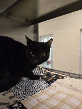 Rescue Domestic Short Hair Cats for Adoption in Plano, Texas - Captain Whiskers A214434 | PetCurious