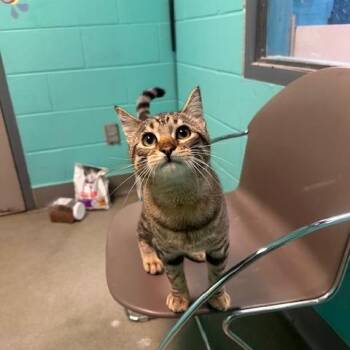 Domestic Short Hair Cats Available for Adoption - Great Bro Potential | PetCurious