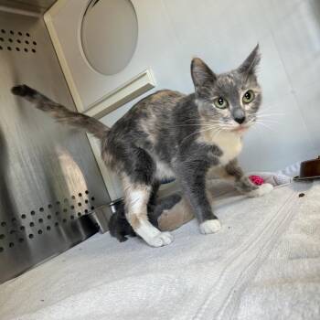 Beanie -  Domestic Short Hair Cat for Adoption in Indianapolis, Indiana - Beanie | PetCurious
