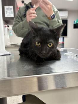 Black Bird -  Domestic Short Hair Cat for Adoption in Marietta, Georgia - Black Bird | PetCurious
