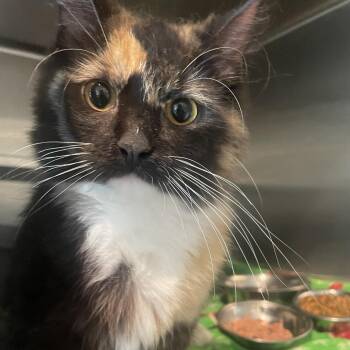 Freya -  Domestic Long Hair Cat for Adoption in West Des Moines, Iowa - Freya | PetCurious