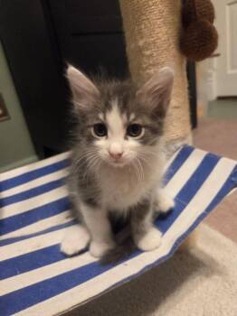 Tomfoolery -  Domestic Long Hair Cat for Adoption in Saint Charles, Missouri - Tomfoolery | PetCurious