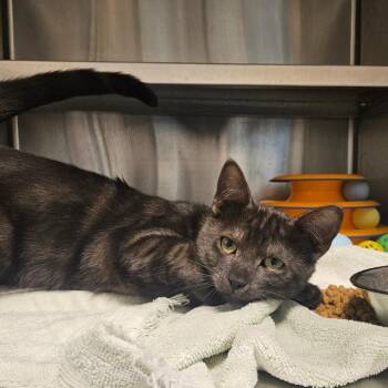 Domestic Short Hair Cats Available for Adoption in Los Angeles, California - Zucchini | PetCurious