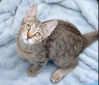 Mousy -  Tabby and Domestic Short Hair Cat for Adoption in Homestead, Florida - Mousy | PetCurious