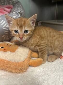 Domestic Short Hair Cats Available for Adoption in Mineral, Virginia - ZeZe-red | PetCurious