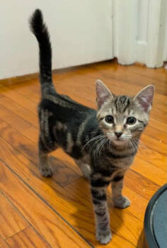 Rescue Domestic Short Hair Cats for Adoption in Youngsville, North Carolina - Fireball25 | PetCurious