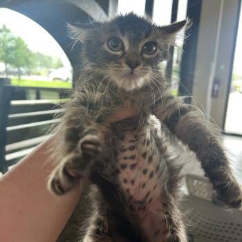 Tornado -  Domestic Medium Hair Cat for Adoption in Leander, Texas - Tornado | PetCurious