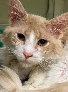 Milo (Crane) -  Domestic Long Hair Cat for Adoption in Christiansburg, Virginia - Milo (Crane) | PetCurious