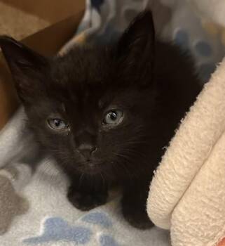 Chespin -  Domestic Short Hair Cat for Adoption in Roseville, California - Chespin | PetCurious
