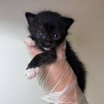 Socks -  American Shorthair Cat for Adoption in Asheville, North Carolina - Socks | PetCurious