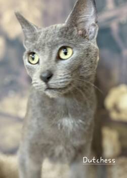 Domestic Short Hair Cats Available for Adoption - Dutchess | PetCurious