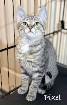 Pixel -  Domestic Short Hair Cat for Adoption in Pawleys Island, South Carolina - Pixel | PetCurious