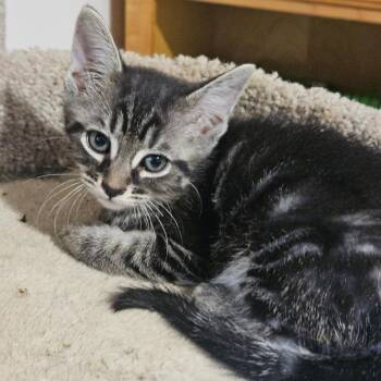 Cynthia -  Domestic Short Hair Cat for Adoption in Huntsville, Alabama - Cynthia | PetCurious
