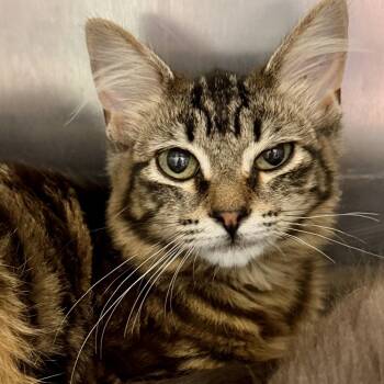 Peridot -  Domestic Short Hair Cat for Adoption in Oakland, California - Peridot | PetCurious