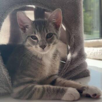 Domestic Short Hair Cats Available for Adoption in Greenfield, Indiana - Shrek | PetCurious