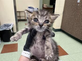 A1912502 -  Domestic Short Hair Cat for Adoption in Thousand Palms, California - A1912502 | PetCurious