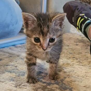 Wren -  Domestic Short Hair Cat for Adoption in Hedgesville, West Virginia - Wren | PetCurious