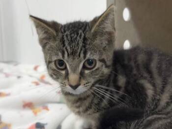 Pimento -  Tabby Cat for Adoption in Powell, Ohio - Pimento | PetCurious