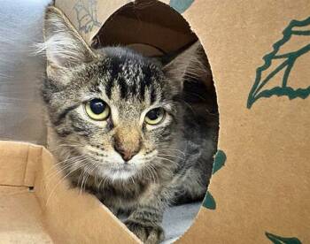 Rescue Domestic Short Hair Cats for Adoption in Brentwood, Missouri - LITTLE MONTEGO | PetCurious