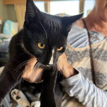 Socks -  Domestic Short Hair Cat for Adoption in Deming, New Mexico - Socks | PetCurious