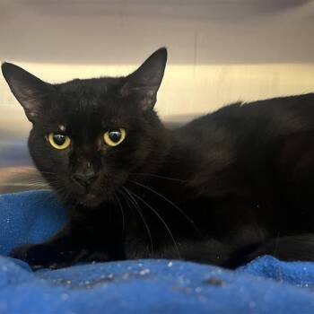 Nido -  Domestic Short Hair Cat for Adoption in Prince Frederick, Maryland - Nido | PetCurious