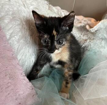 Snickers -  Domestic Short Hair Cat Available for Adoption in Sebastian, Florida - Snickers | PetCurious