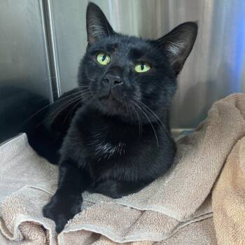 JASPER -  Domestic Medium Hair Cat for Adoption in Greensboro, North Carolina - JASPER | PetCurious
