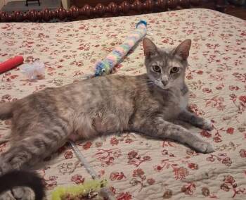 TIGER LILY -  Domestic Short Hair Cat for Adoption in Tallahassee, Florida - TIGER LILY | PetCurious